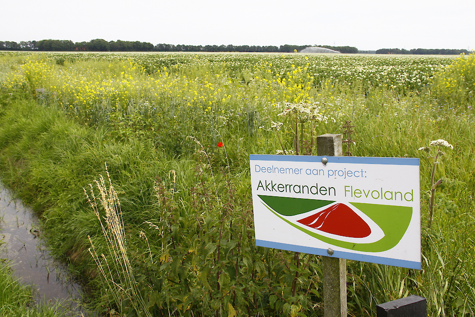 In plaats van akkerranden is het idee om lelies in stroken te telen op bloemrijke graslanden. 