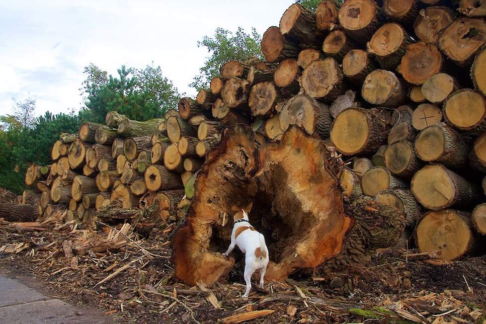 Een ecologische ramp wordt plotseling groen door klimaatbeleid. 