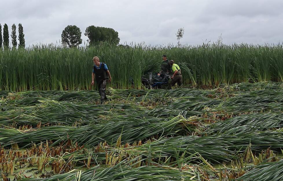 Oogsten van lisdodde als mogelijk alternatief voor gras en maïs.