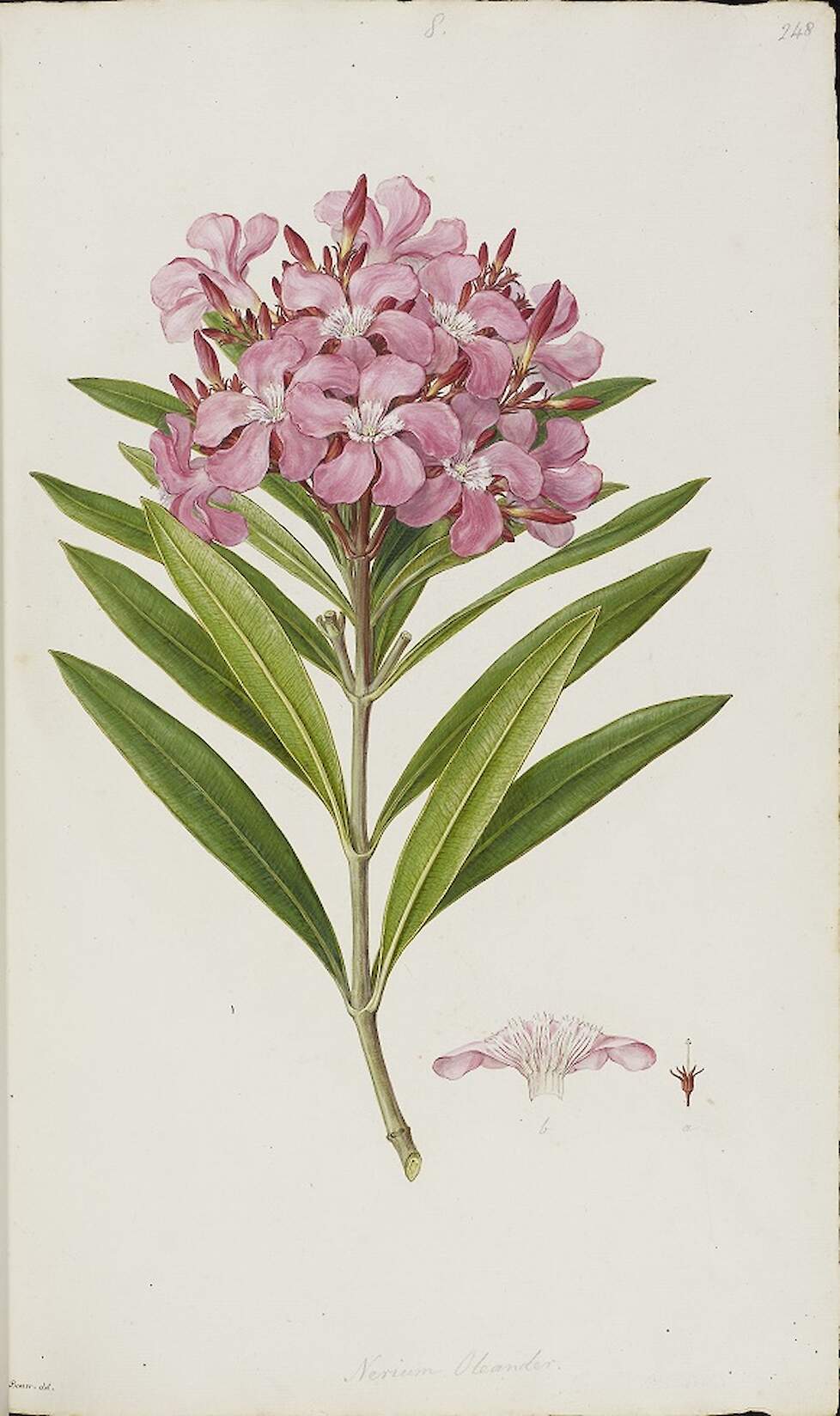 Aquarel van een op Sicilië geplukte oleander (ca 1786)