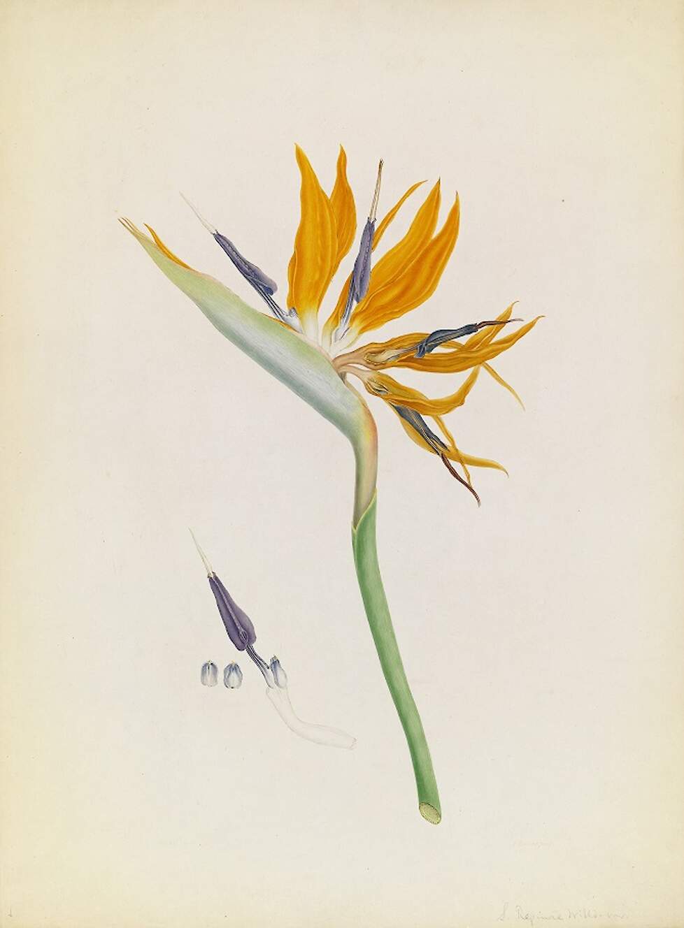Strelitzia Reginae