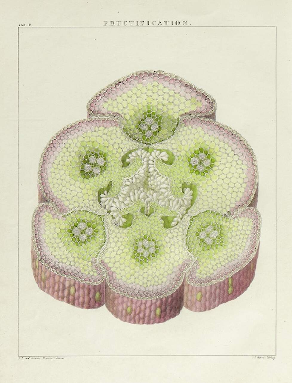 Dwarsdoorsnede stengel van de orcidee Bletia verecunda