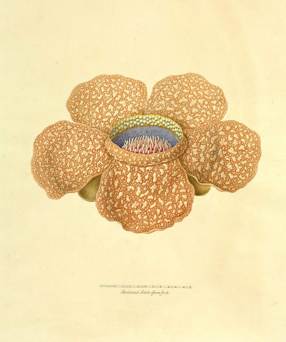 Rafflesia arnoldii