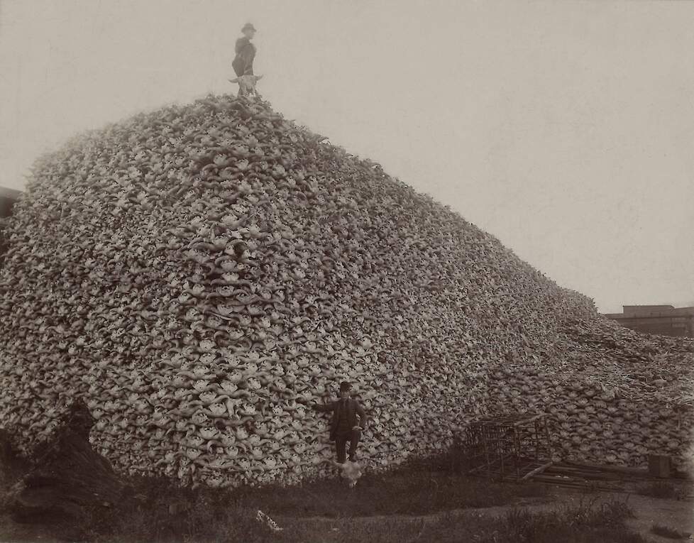 Ook rond 1870 werden botten gebruikt als meststof. Hier liggen duizenden bizonschedels klaar om vermalen te worden tot kunstmest.