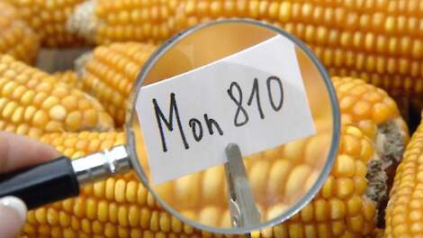 Maisvariant Mon 810, het enige GMO-gewas dat in Europa wordt geteeld.