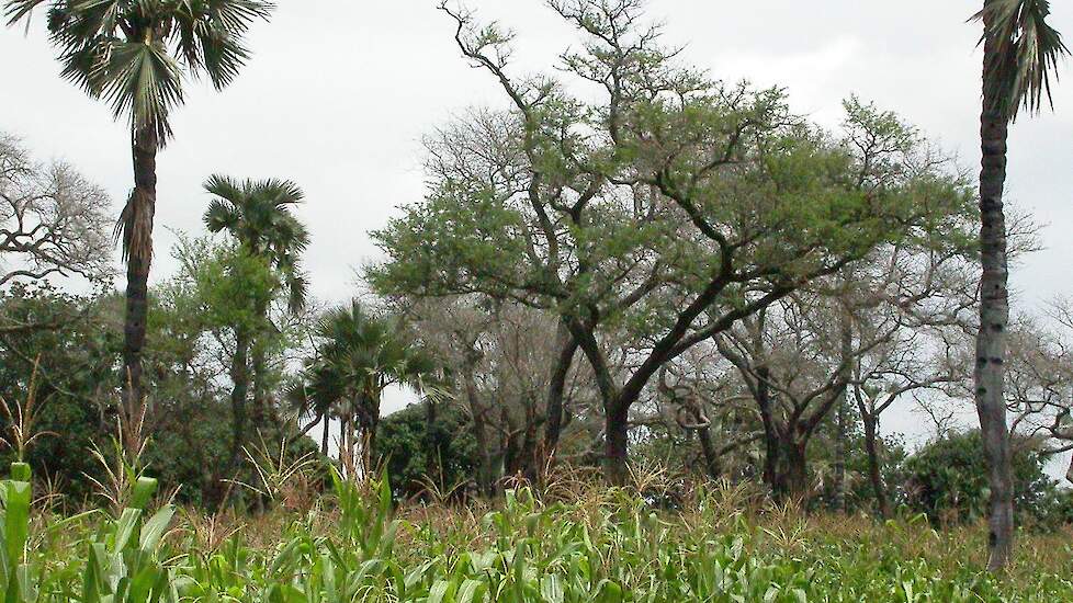 Agrobosbouw in Burkina Fasso.